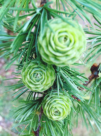 High angle view of succulent plant