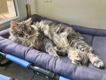 Portrait of cat relaxing at home