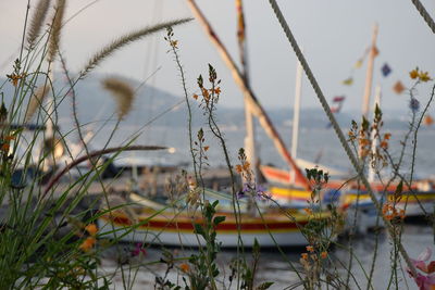 Close-up of plants against calm lake