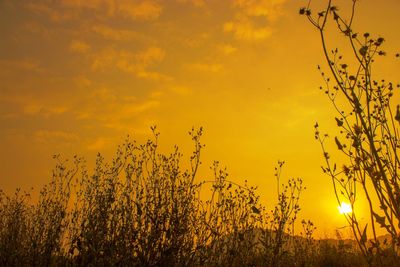Silhouette plants against sky during sunset