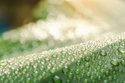 Close-up of water drops on leaf