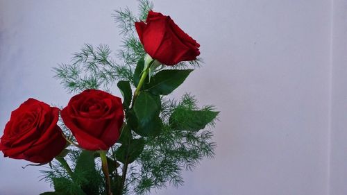 Low angle view of red rose against sky