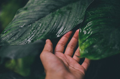 Close-up of human hand