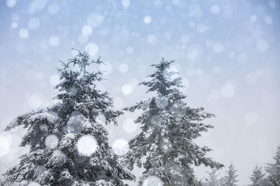 Low angle view of snow covered tree against sky