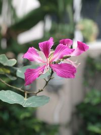 Close-up of pink flower blooming outdoors