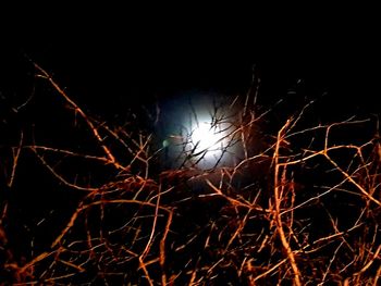 Close-up of bare tree against moon