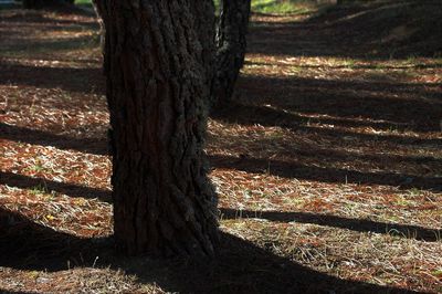 Close-up of tree trunks in field