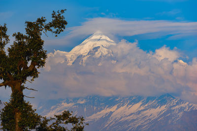 Tree against snowcapped mountains