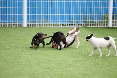 Two dogs running on grass