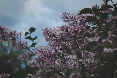 Low angle view of pink flower tree against sky