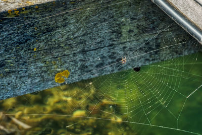 Close-up of spider on web