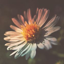 Close-up of daisy flowers