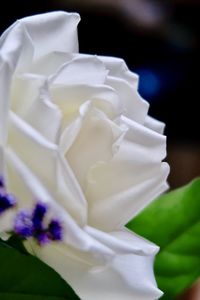 Close-up of white rose on black background