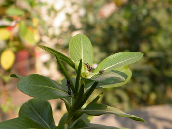 Close-up of insect on plant