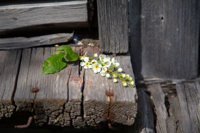 High angle view of leaves on wooden fence