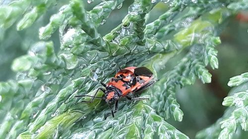 Close-up of insect on plant