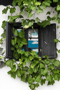 Close-up of ivy growing on house window