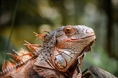 Close-up of iguana