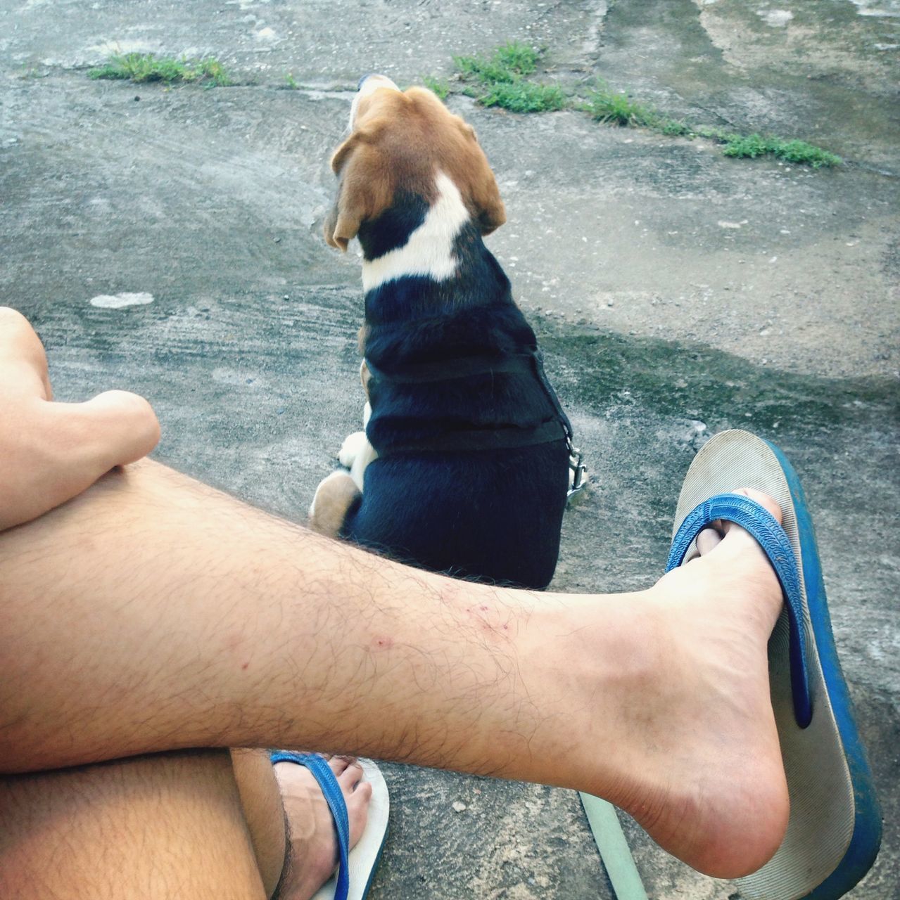 personal perspective, low section, person, part of, lifestyles, pets, leisure activity, dog, domestic animals, men, one animal, animal themes, mammal, human foot, cropped, unrecognizable person