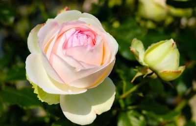 Close-up of pink rose