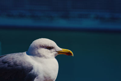 Close-up of seagull perching