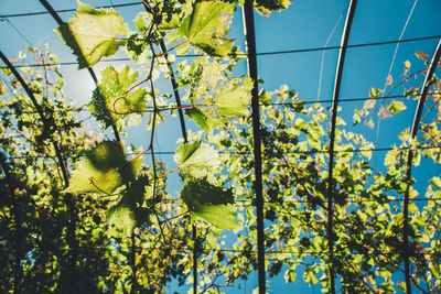 Low angle view of grape vines against blue sky