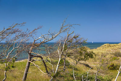 Plants by sea against clear blue sky