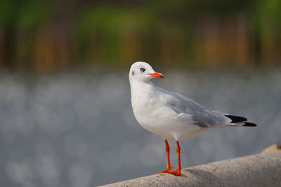 Close-up of seagull perching outdoors