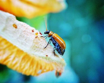 Close-up of insect on leaf