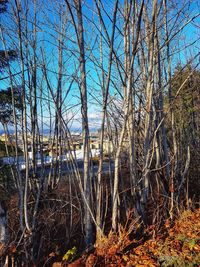 Bare trees in lake against sky