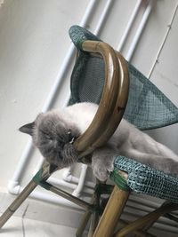 Close-up of cat sleeping on seat at home