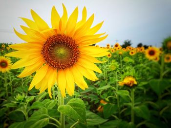 Close-up of sunflower on field against sky