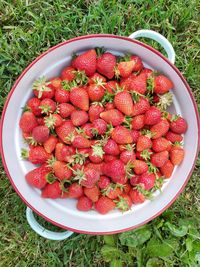 High angle view of strawberries in bowl on field