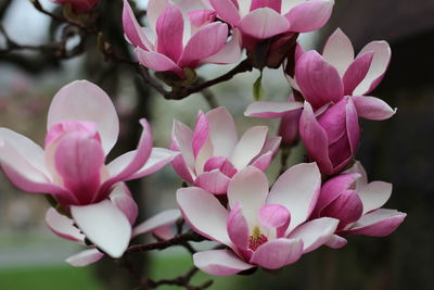 Close-up of pink magnolia flowers