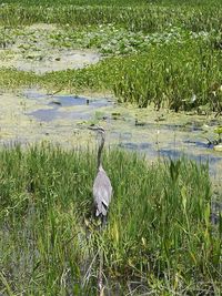 High angle view of gray heron on grass by lake