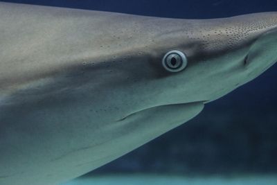 Close-up of shark 