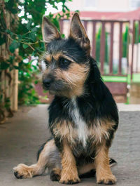 Close-up of a dog looking away