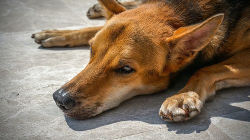 Close-up of stray dog lying on sidewalk
