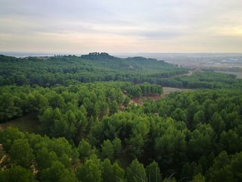 High angle view of trees on landscape against sky