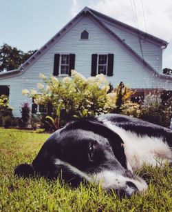 Close-up of dog outside house