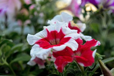 Close-up of red hibiscus blooming outdoors