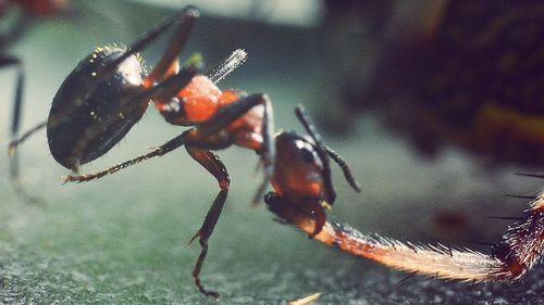 Close-up of insect