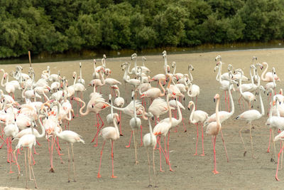 Flamingoes in ras al khor wildlife sanctuary, ramsar site, flamingo hide2, dubai, uae