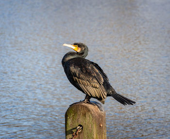 Bird perching on wooden post