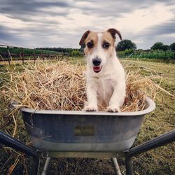 Dog on field