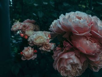 Close-up of rose blooming outdoors