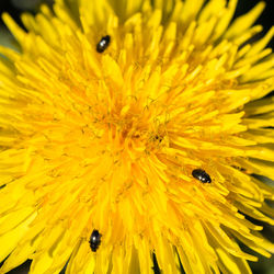 Honey bee pollinating on yellow flower