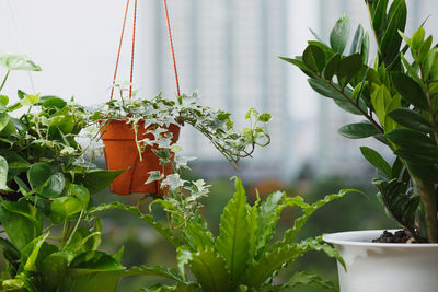 Close-up of orange potted plant