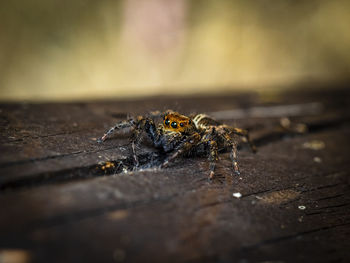 Close-up of spider on wood