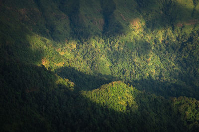 High angle view of field in forest
